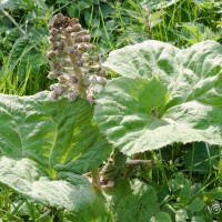 Butterbur